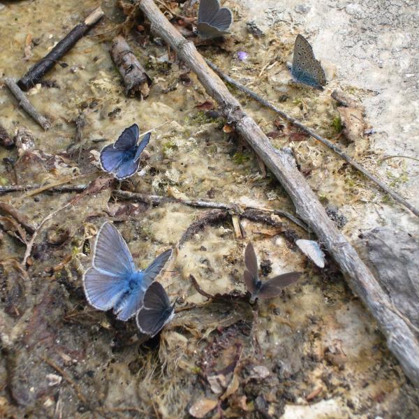 Le farfalle blu - Vallone Santo Spirito A Maiella (zona San Bartolomeo) Di Roccamorice (PE) - Irene Di Mascio